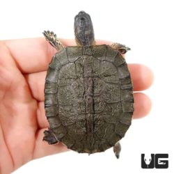 Baby Black Wood Turtles For Sale - Underground Reptiles