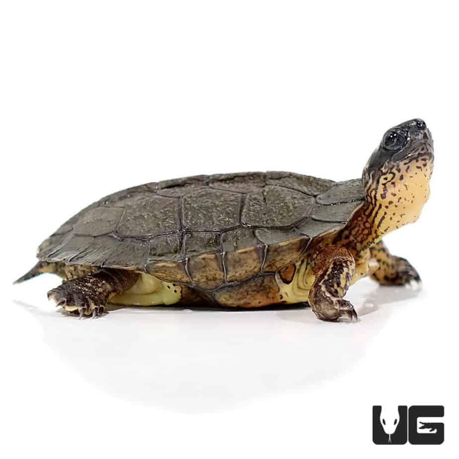 Baby Black Wood Turtles For Sale - Underground Reptiles