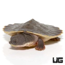 Branderhorst's Snapping Turtles For Sale - Underground Reptiles