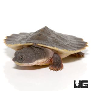 Turtles For Sale - Underground Reptiles