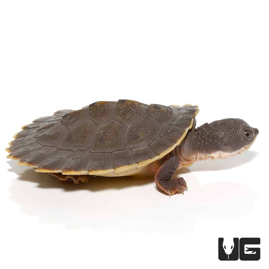 Baby Krefft's Sideneck Turtle For Sale - Underground Reptiles