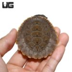 Branderhorst's Snapping Turtles For Sale - Underground Reptiles