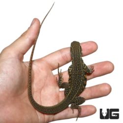 Baby Butterfly Agama For Sale - Underground Reptiles