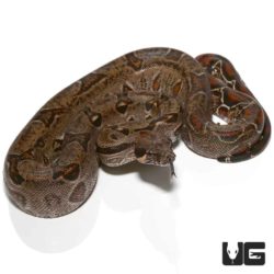 Baby Central American Poss Het T+ Type 2 Anery For Sale - Underground Reptiles