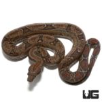 Baby Central American Poss Het T+ Type 2 Anery For Sale - Underground Reptiles