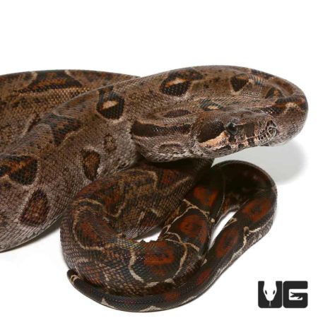 Baby Central American Poss Het T+ Type 2 Anery For Sale - Underground Reptiles