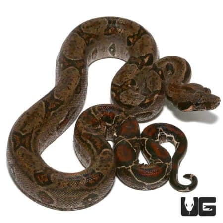 Baby Central American Poss Het T+ Type 2 Anery For Sale - Underground Reptiles