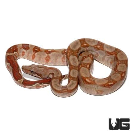 Baby T+ Albino Central American Boa For Sale - Underground Reptiles