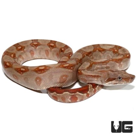 Baby T+ Albino Central American Boa For Sale - Underground Reptiles