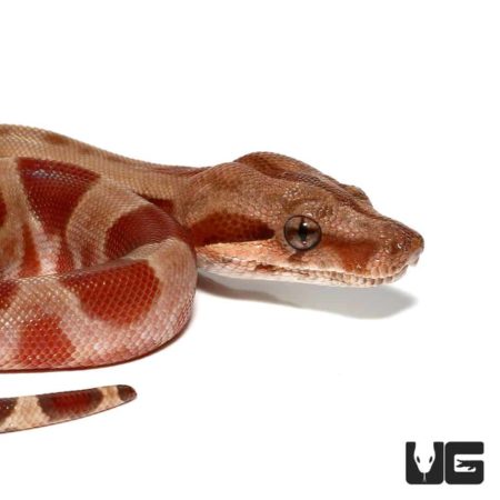 Baby T+ Albino Sunglow Central American Boa For Sale - Underground Reptiles