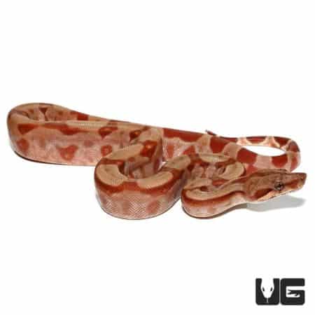 Baby T+ Albino Sunglow Central American Boa For Sale - Underground Reptiles