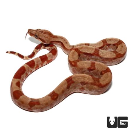 Baby T+ Albino Sunglow Central American Boa For Sale - Underground Reptiles