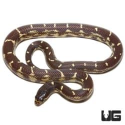 Baby Chocolate California Kingsnake for sale - Underground Reptiles
