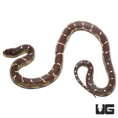 Baby Chocolate California Kingsnake, vibrant and healthy, ideal for reptile enthusiasts and collecto.