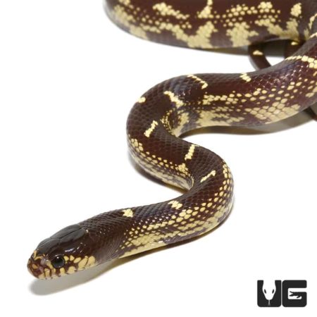 Baby Chocolate California Kingsnake, a stunning and vibrant reptile from Underground Reptiles.