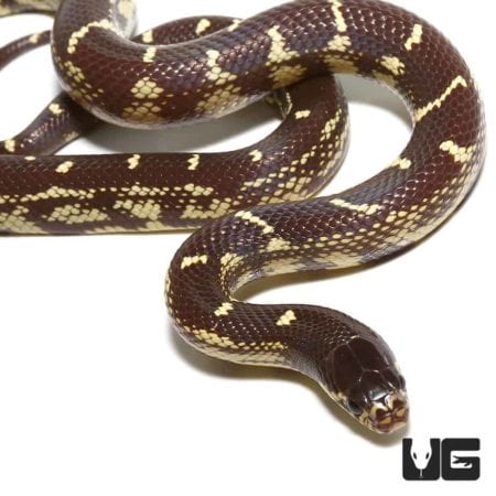 Baby Chocolate California Kingsnake, vibrant and healthy, perfect for reptile enthusiasts and collec.