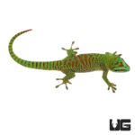 Baby Crimson Giant Day Gecko For Sale - Underground Reptiles