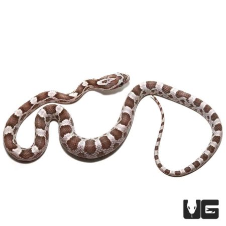 Baby Ghost Hypo Cornsnake, vibrant patterned reptile for sale.