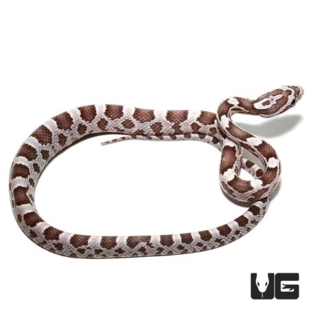 Beautiful C.B. Baby Ghost Hypo Cornsnake, showcasing unique color pattern.