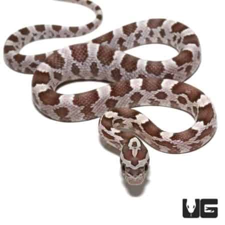 Baby Ghost Hypo Cornsnake in natural pose, showcasing its unique pattern and coloration.