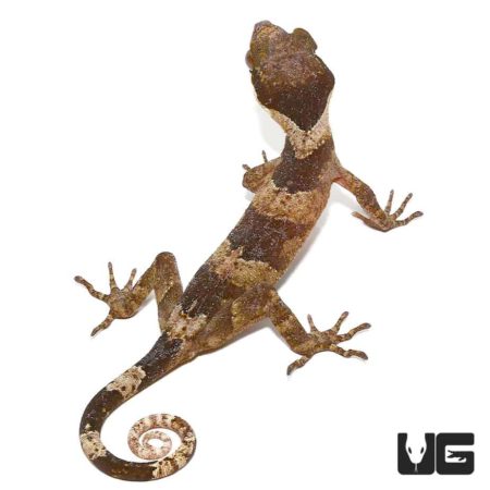 Giant Bent Toed Gecko in natural pose, showcasing its unique tail and textured skin.