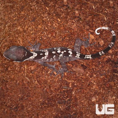 Baby Giant Bent Toed Gecko on forest floor with distinctive markings.