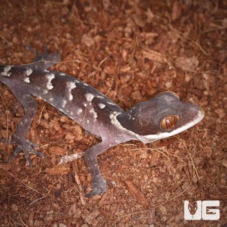 Baby Giant Bent Toed Gecko on soil, close-up view.