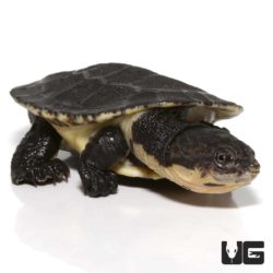 Baby Gibba Gibba Turtle For Sale - Underground Reptiles