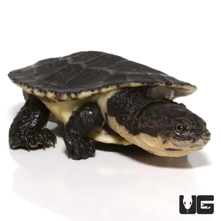 Baby Gibba Gibba Turtles (Phrynops gibbus) For Sale - Underground Reptiles