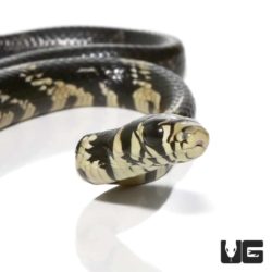 Baby Guyana Tiger Ratsnakes For Sale - Underground Reptiles
