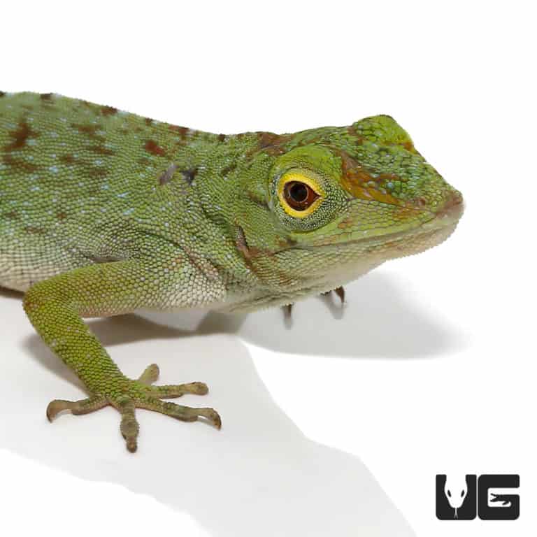 Baby Neotropical Green Anole - Underground Reptiles