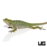 Baby Neotropical Green Anoles For Sale - Underground Reptiles