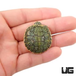 Baby Pastel Red Ear Slider Turtles For Sale - Underground Reptiles
