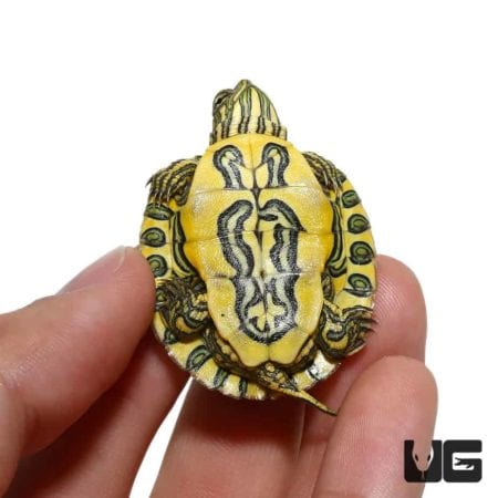 Baby Pastel Rio Grande Red Ear Slider Turtles For Sale - Underground Reptiles