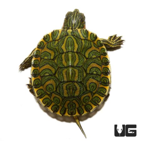 Baby Pastel Rio Grande Red Ear Slider Turtle in vibrant yellow and green colors.
