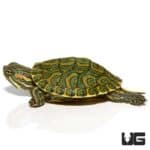 Baby Pastel Rio Grande Red Ear Slider Turtles For Sale - Underground Reptiles