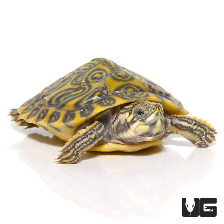 Yearling Southern River Cooter Turtle For Sale - Underground Reptiles