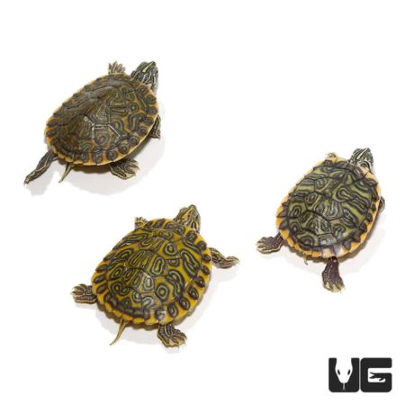Baby Pastel River Cooter Turtles For Sale - Underground Reptiles