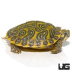Baby Pastel River Cooter Turtles For Sale - Underground Reptiles