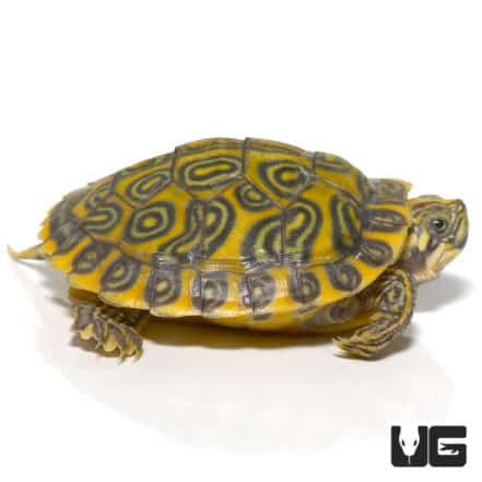 Yearling Southern River Cooter Turtle For Sale - Underground Reptiles