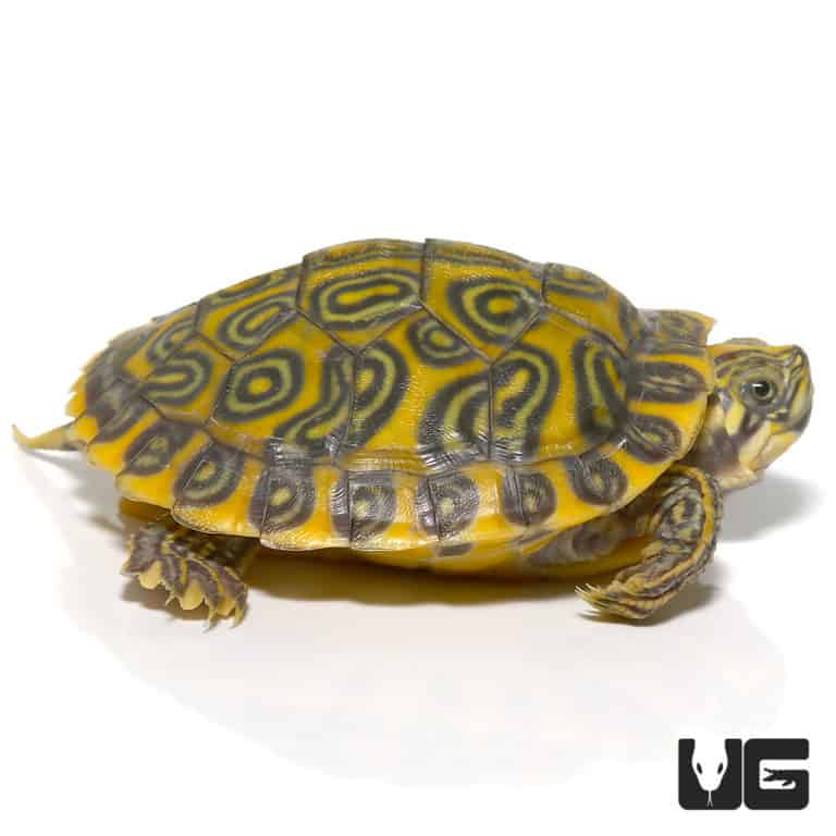 Yearling Southern River Cooter Turtle For Sale - Underground Reptiles