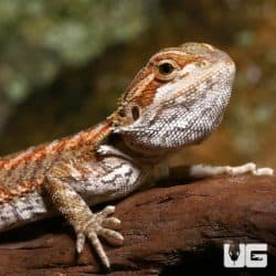 Baby Bearded Dragons (Pogona vitticeps) For Sale - Underground Reptiles