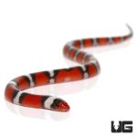 Baby Scarlet Snakes For Sale - Underground Reptiles