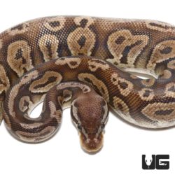 2020 Black Pewter Ball Python For Sale - Underground Reptiles