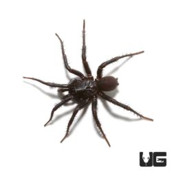 Black Trap Door Spiders For Sale - Underground Reptiles