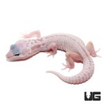 Blizzard Leopard Geckos For Sale - Underground Reptiles