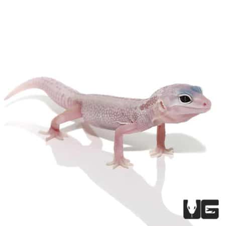 Blizzard Leopard Geckos For Sale - Underground Reptiles