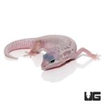 Blizzard Leopard Geckos For Sale - Underground Reptiles