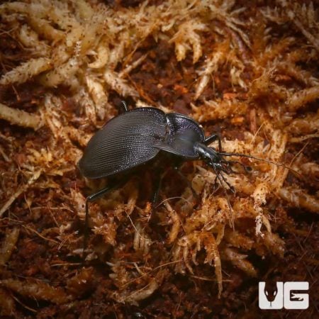 Boat Back Ground Beetles for sale - Underground Reptiles