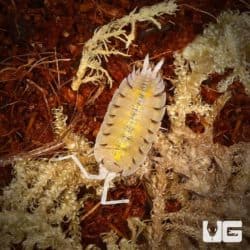 Porcellio Bolivari Bolivari Isopods For Sale - Underground Reptiles